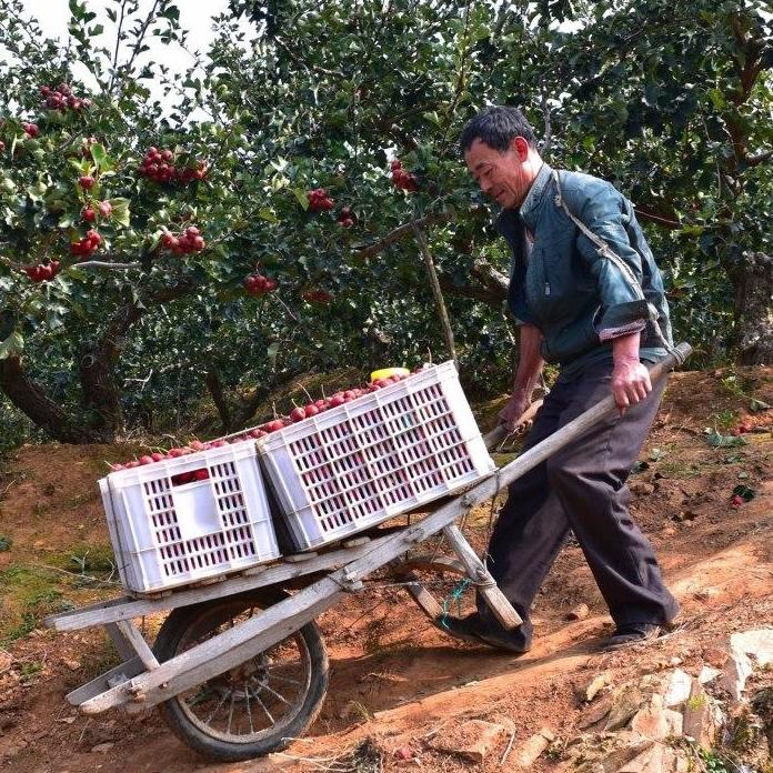 酵素桑葚仙楂條