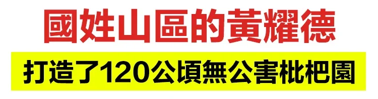 清肺潤喉甘草枇杷養生丸